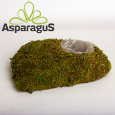 MOSS BASE 25CM