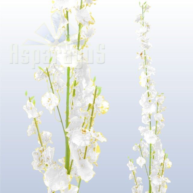ORCHID/WHITE
