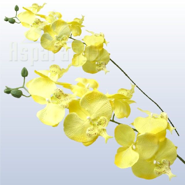ORCHID / YELLOW